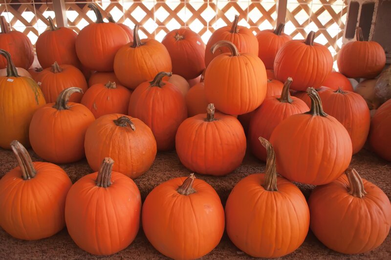 Pumpkins in a Pile — Orange, Calm