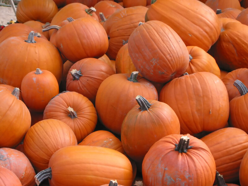 Pumpkins in a Pile — Orange, Harvest