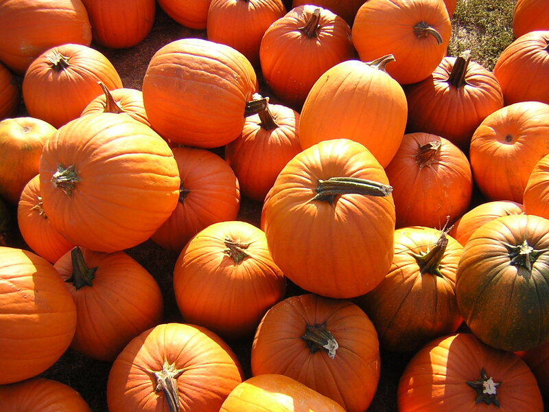 Pumpkins in a Pile — Orange, Natural