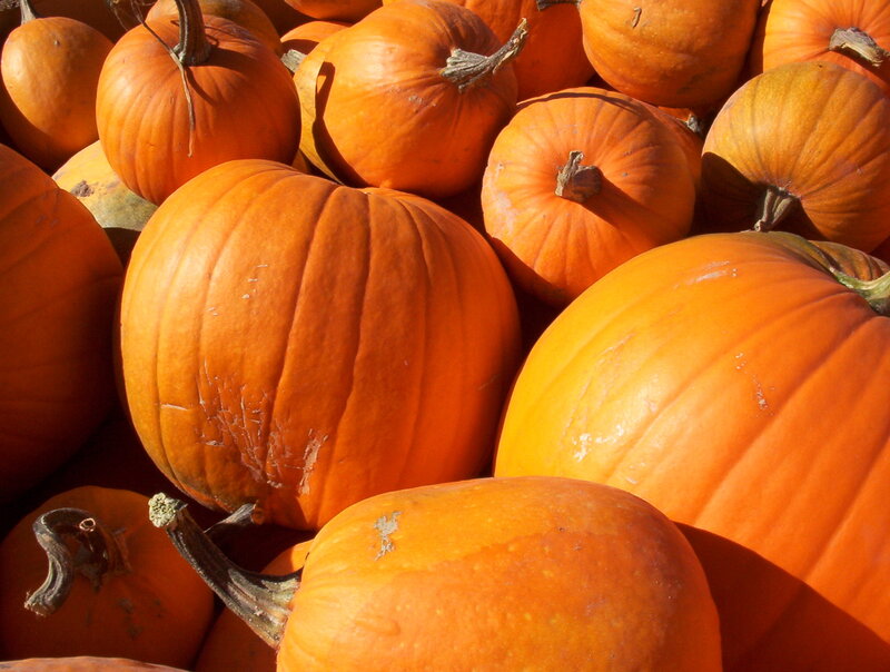 Pumpkins in a Pile — Orange