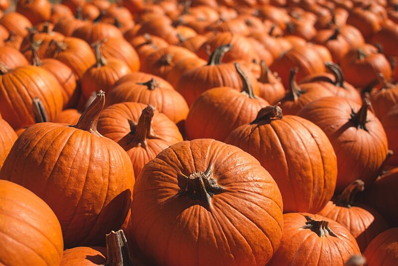 Pumpkins in a Pile — Orange, Warm