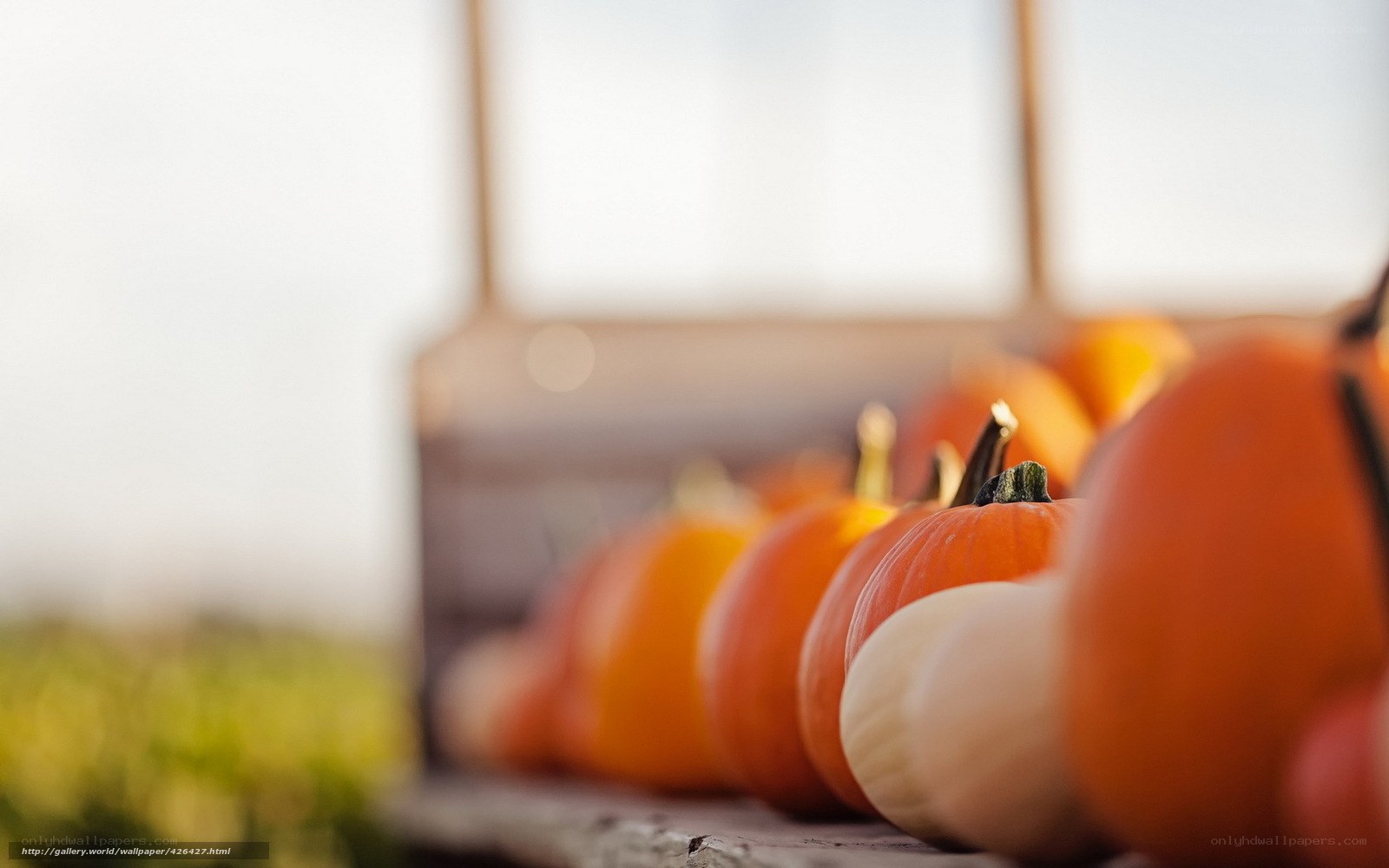Pumpkins in a row