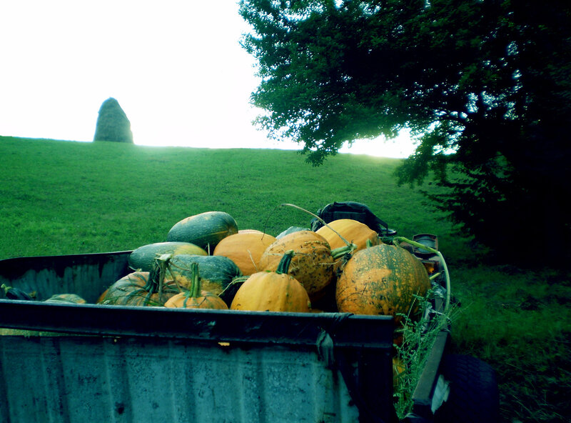 Pumpkins in a trailer