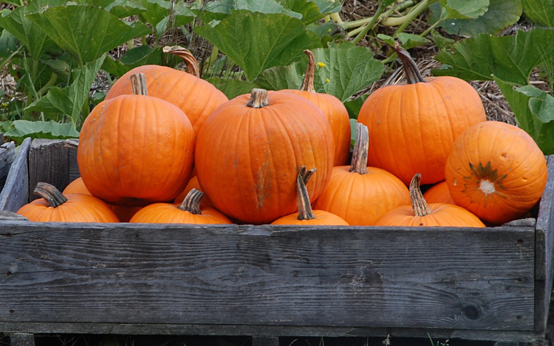 Pumpkins in a wooden crate