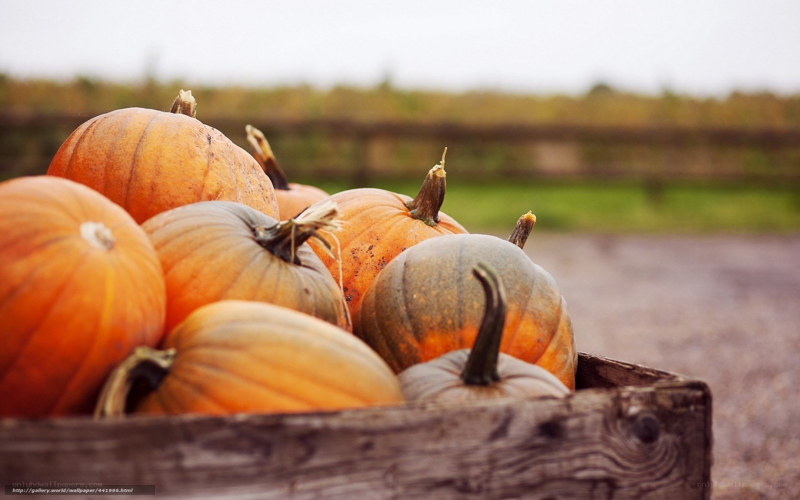 Pumpkins in a wooden crate