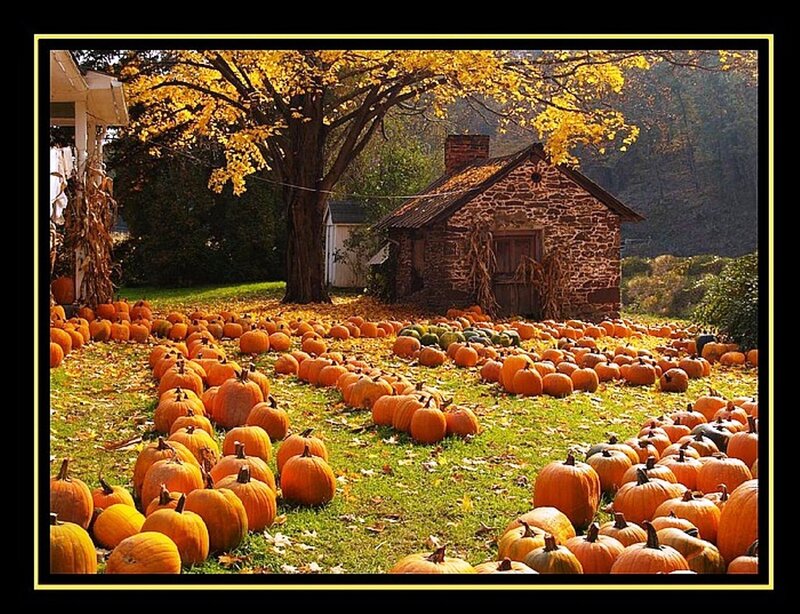 Pumpkins in a Yard