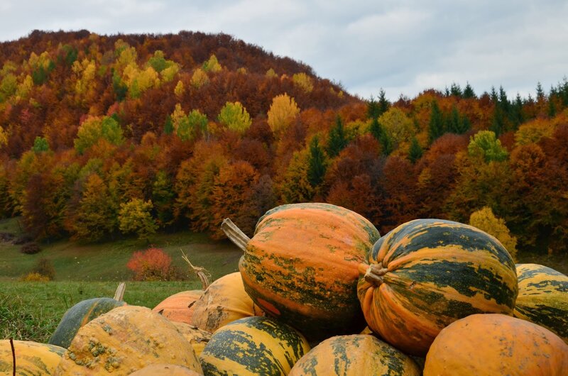 Pumpkins in Autumn Field