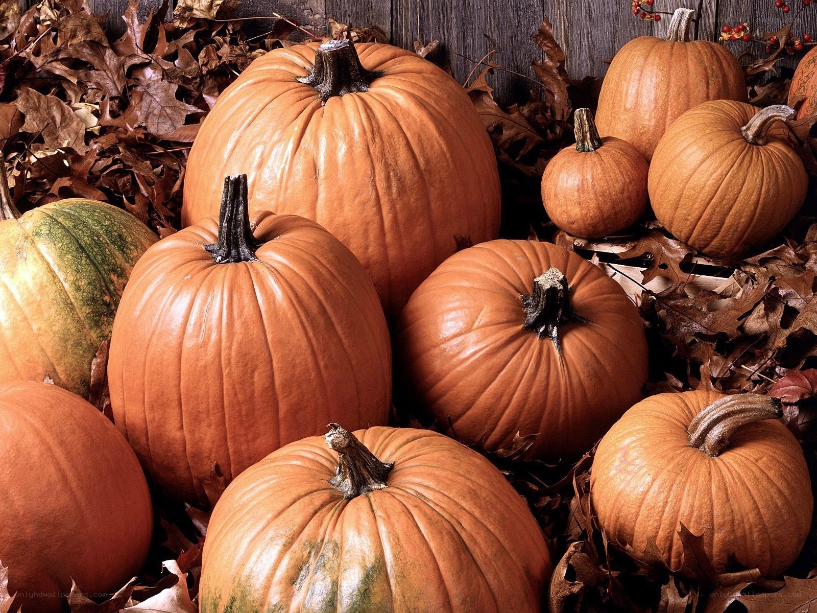 Pumpkins in autumn leaves