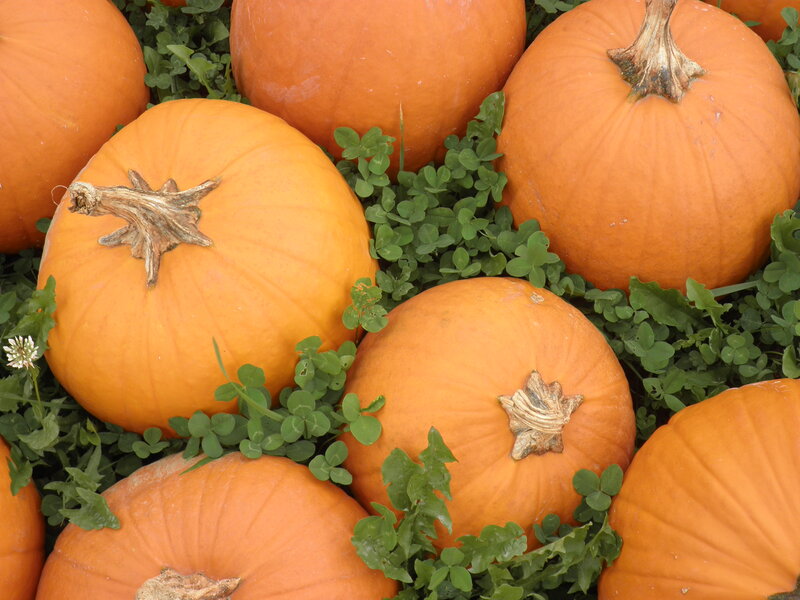 Pumpkins in Clover
