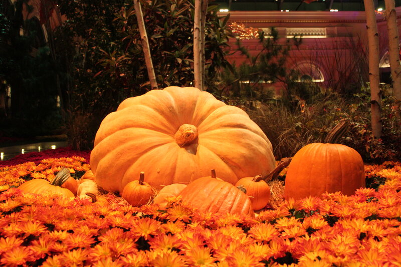 Pumpkins in Flower Bed