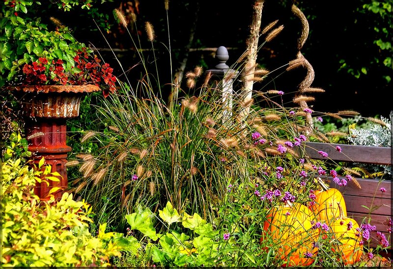 Pumpkins in Garden — Green