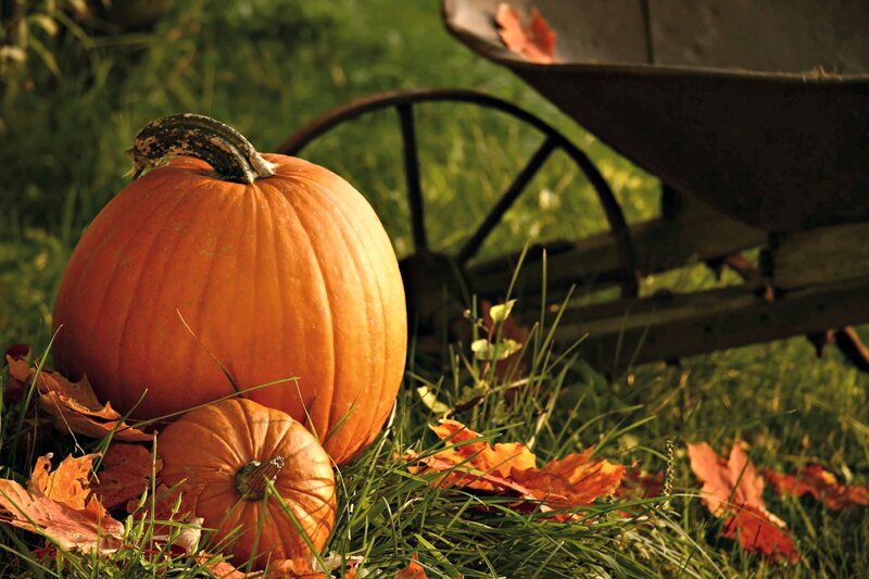 Pumpkins in Grass — Orange, Autumnal