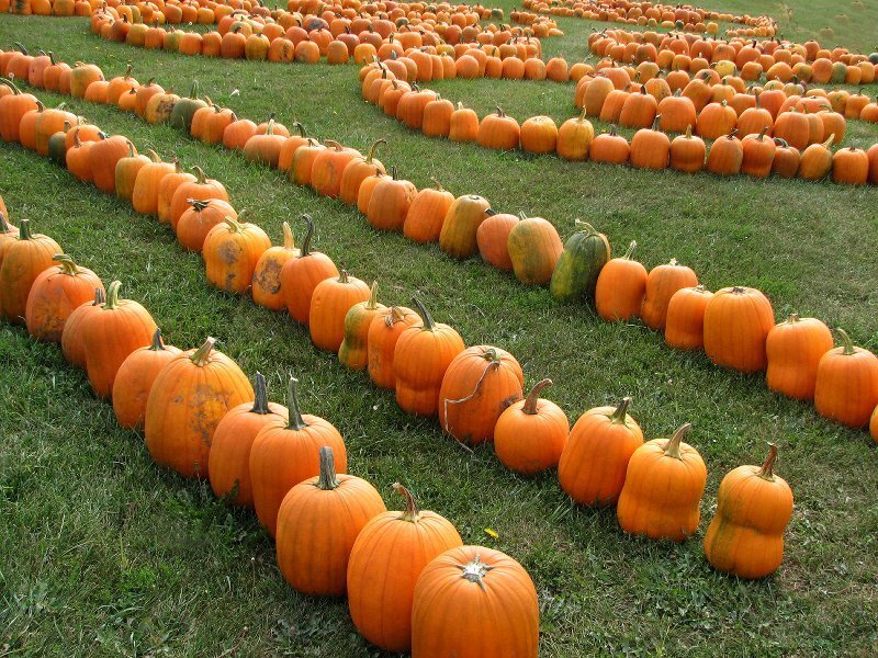 Pumpkins in Rows
