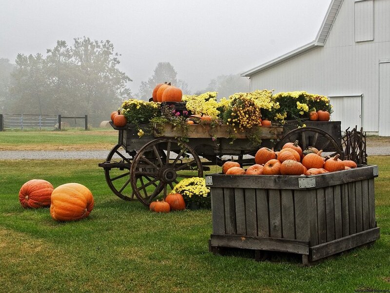 Pumpkins on a farm cart