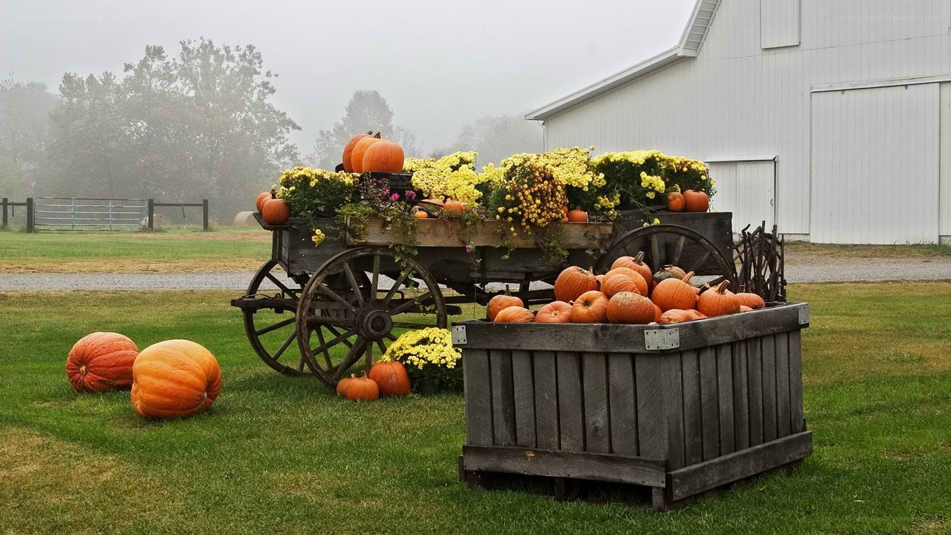 Pumpkins on a farm cart
