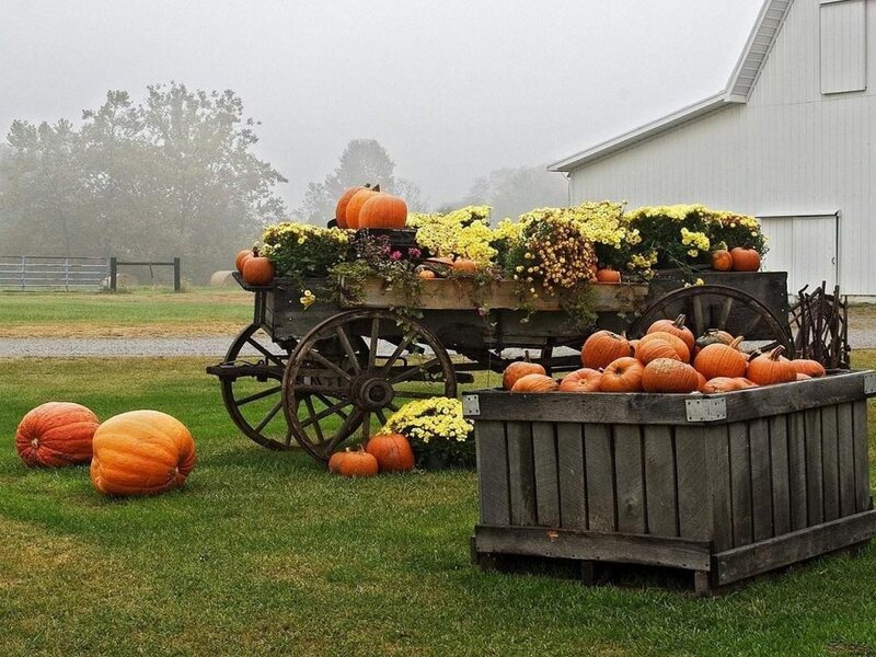 Pumpkins on a Farm