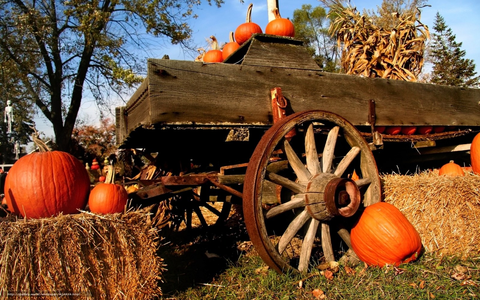 Pumpkins on a farm wagon