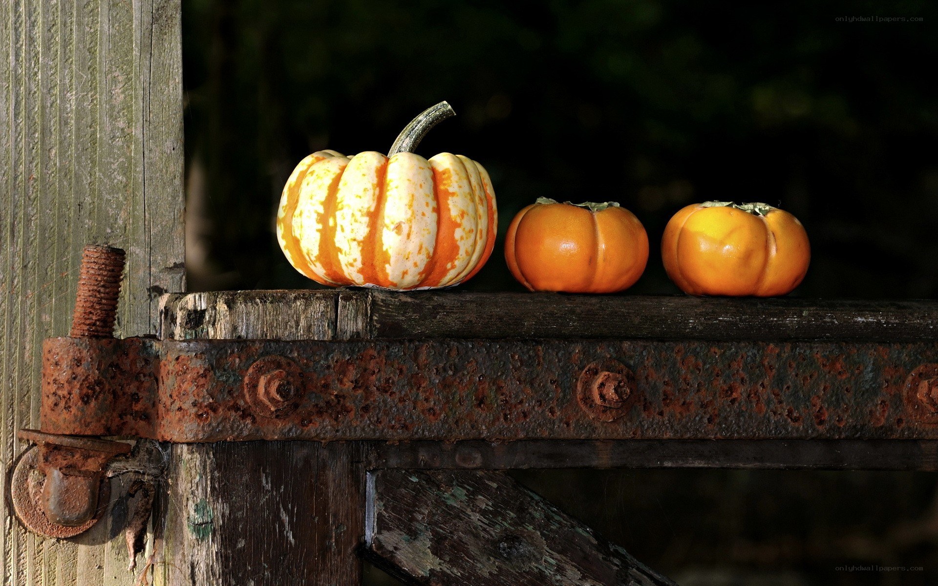 Pumpkins on a rustic gate
