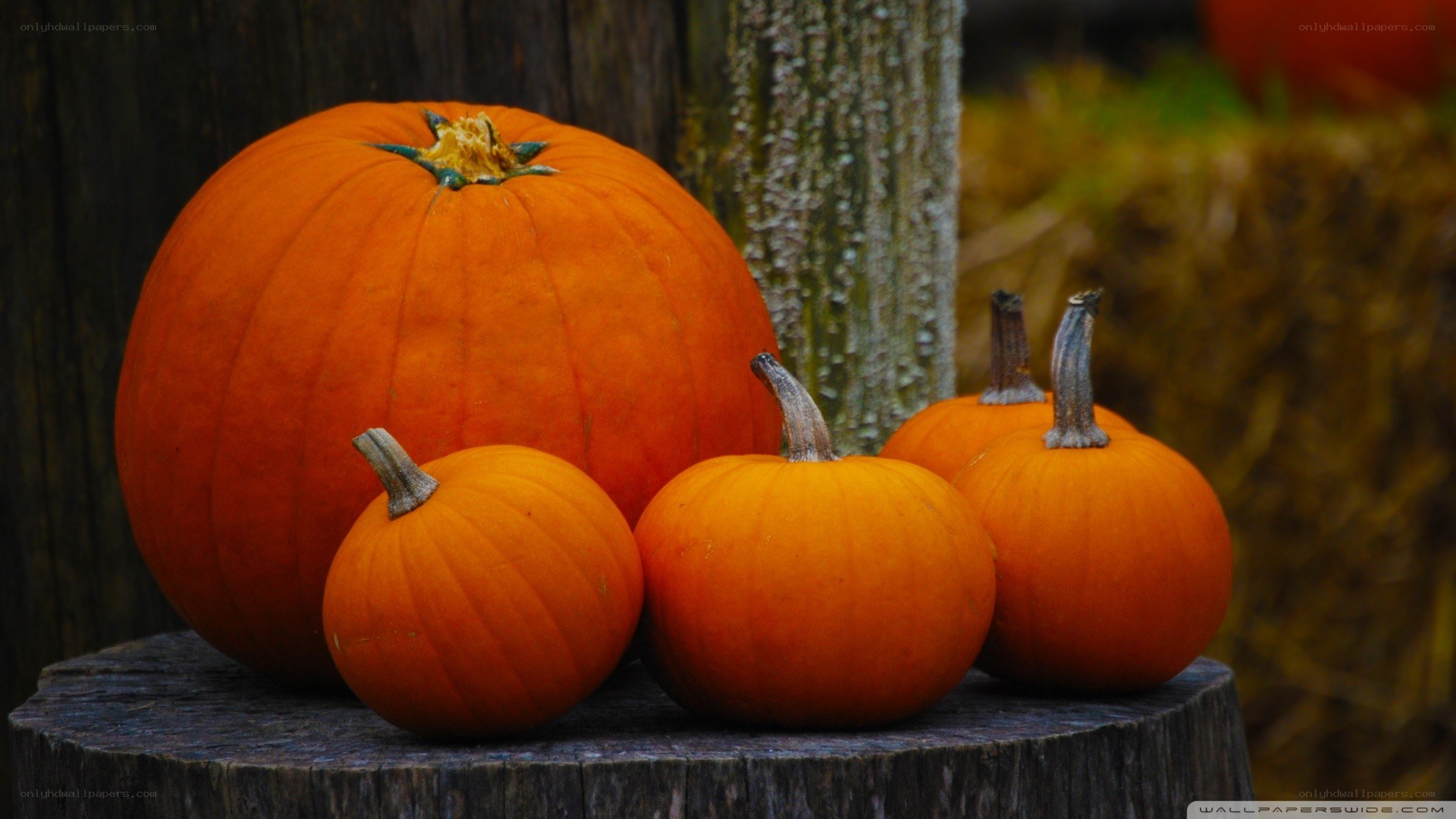 Pumpkins on a wooden stump