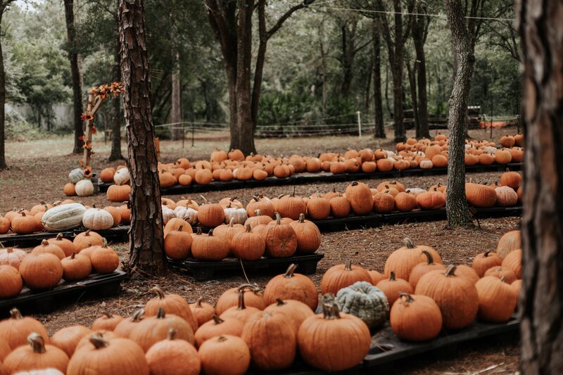 Pumpkins on Display — Orange, Autumnal