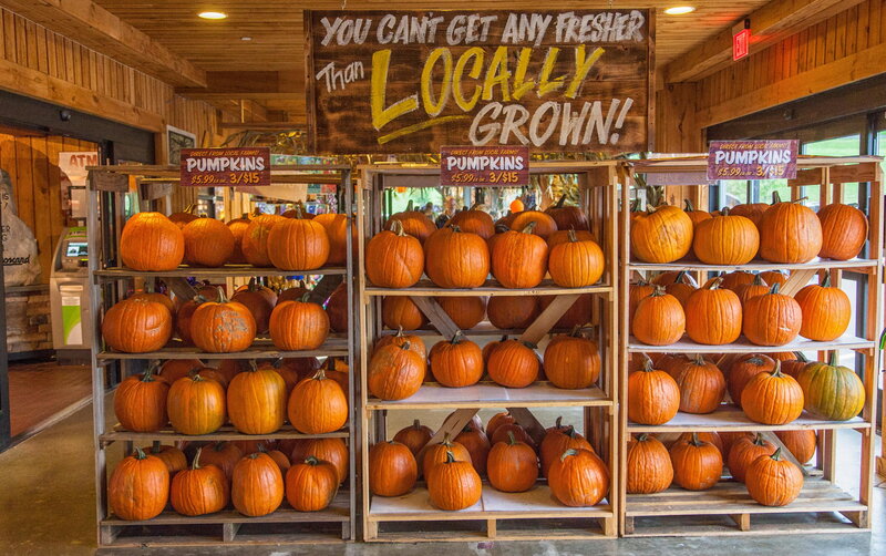 Pumpkins on Display