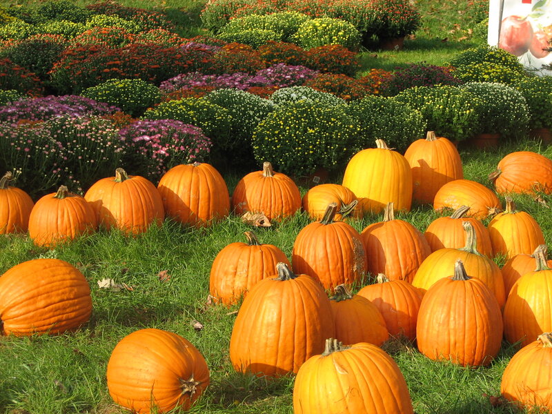 Pumpkins on Grass — Orange, Autumnal