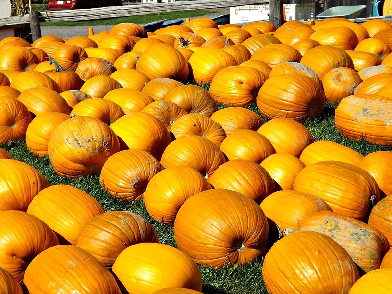 Pumpkins on Grass — Orange, Bright