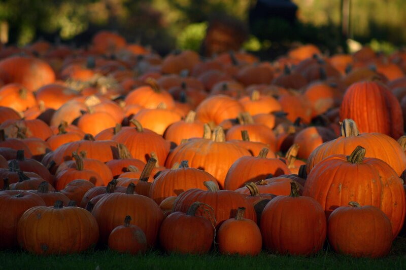 Pumpkins on Grass — Orange, Calm