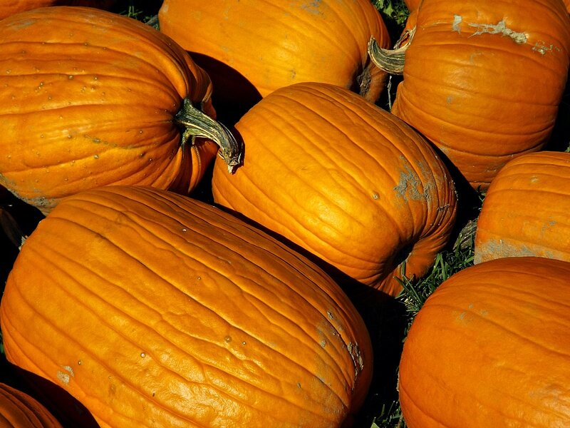 Pumpkins on Grass — Orange, Natural