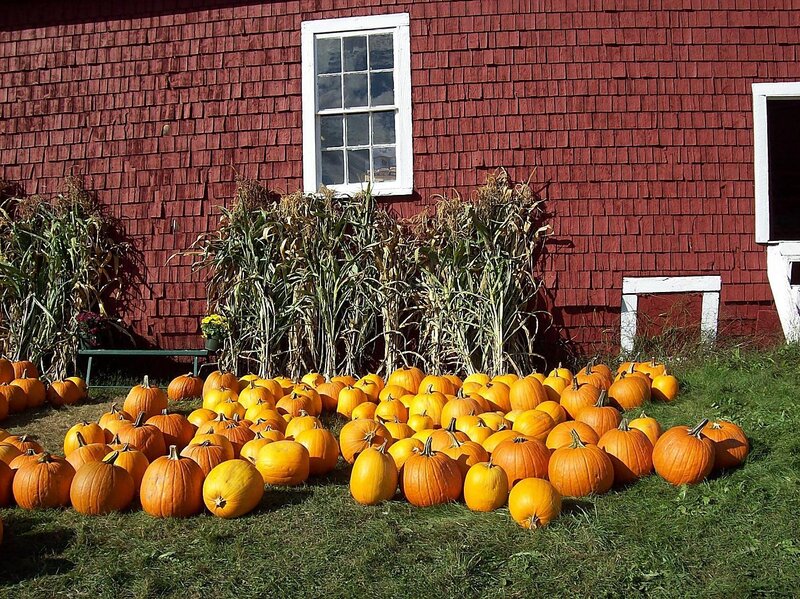 Pumpkins on Grass — Orange