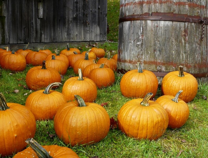 Pumpkins on Grass