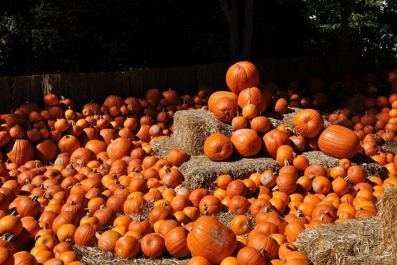 Pumpkins on Hay Bales — Orange, Autumnal, Afternoon