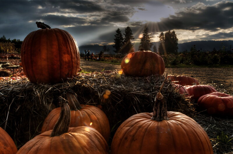 Pumpkins on Hay Bales — Orange, Dramatic