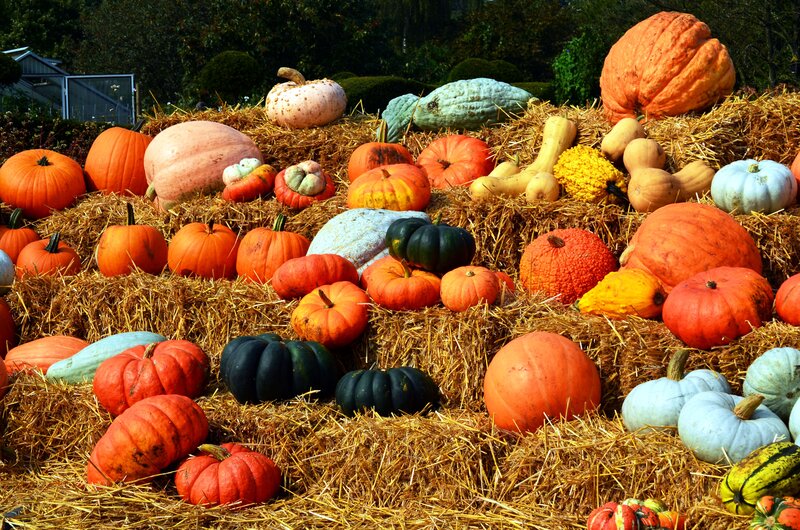 Pumpkins on Hay Bales — Orange, Festive, Autumn