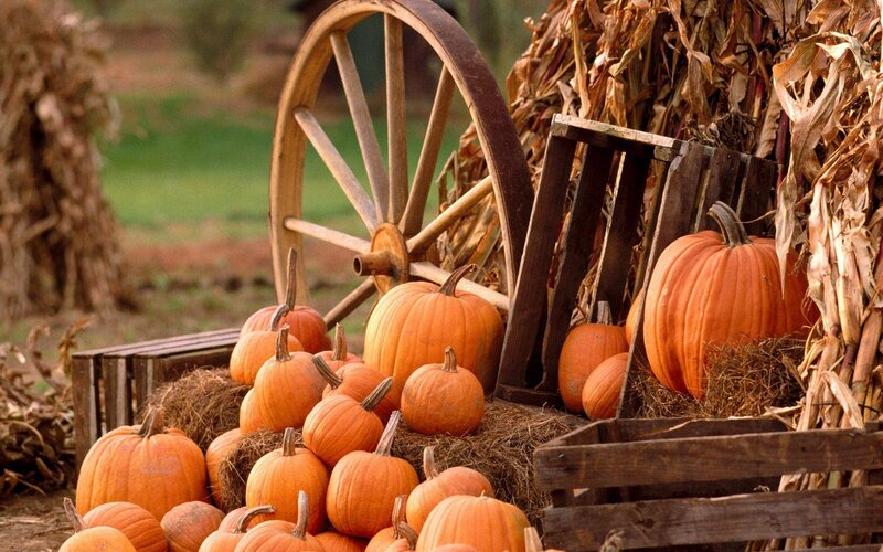 Pumpkins on Hay Bales — Orange, Harvest, Autumn