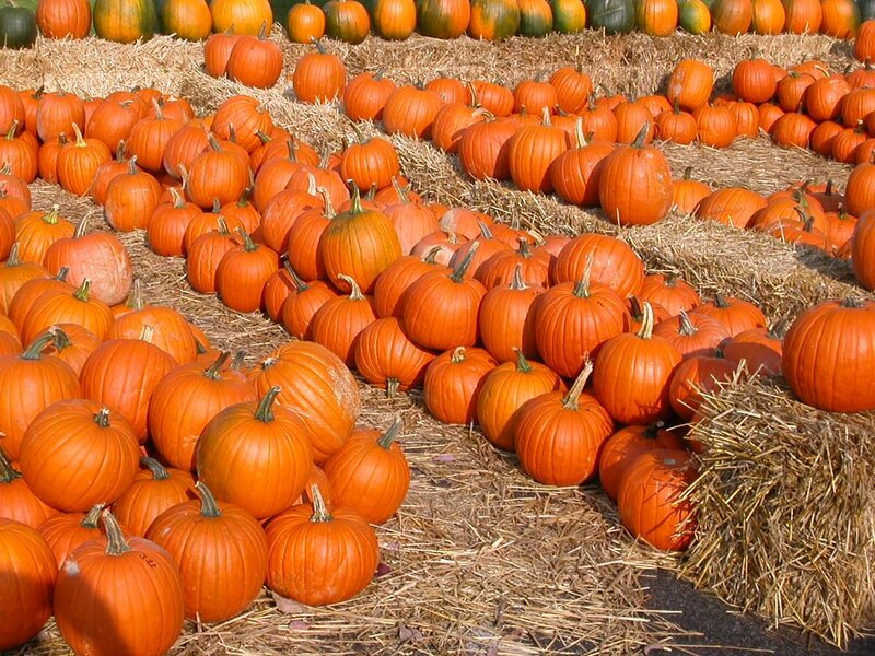 Pumpkins on Hay Bales — Orange, Harvest