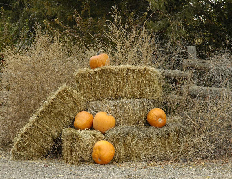 Pumpkins on Hay Bales — Orange