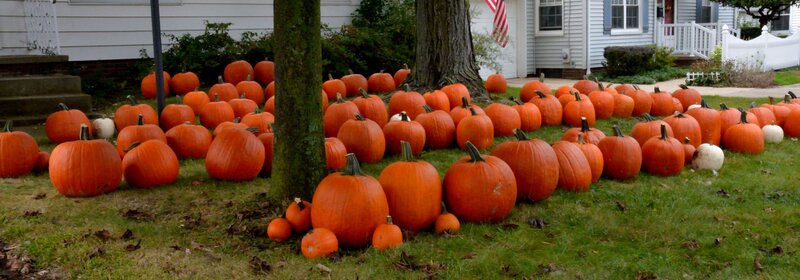 Pumpkins on Lawn