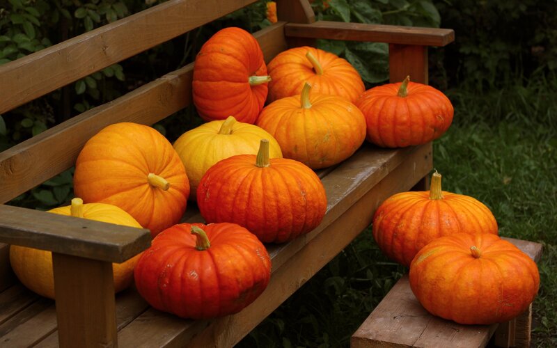 Pumpkins on Wooden Bench