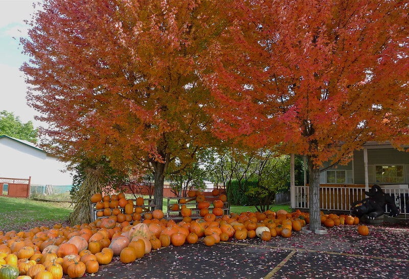 Pumpkins under Autumn Tree