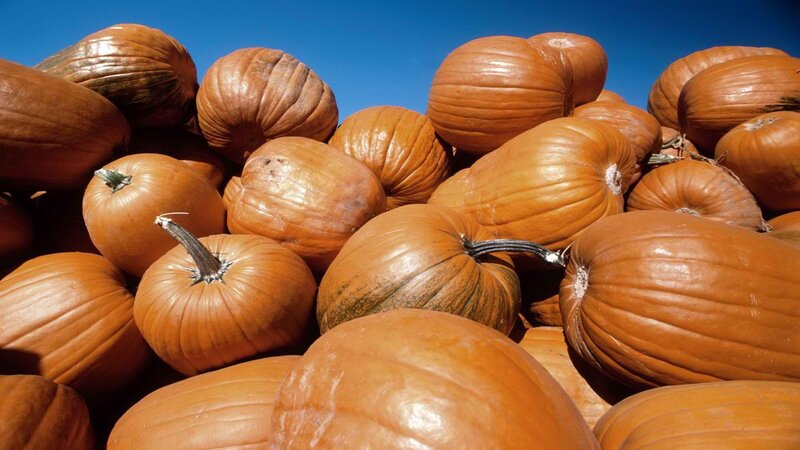 Pumpkins under blue sky