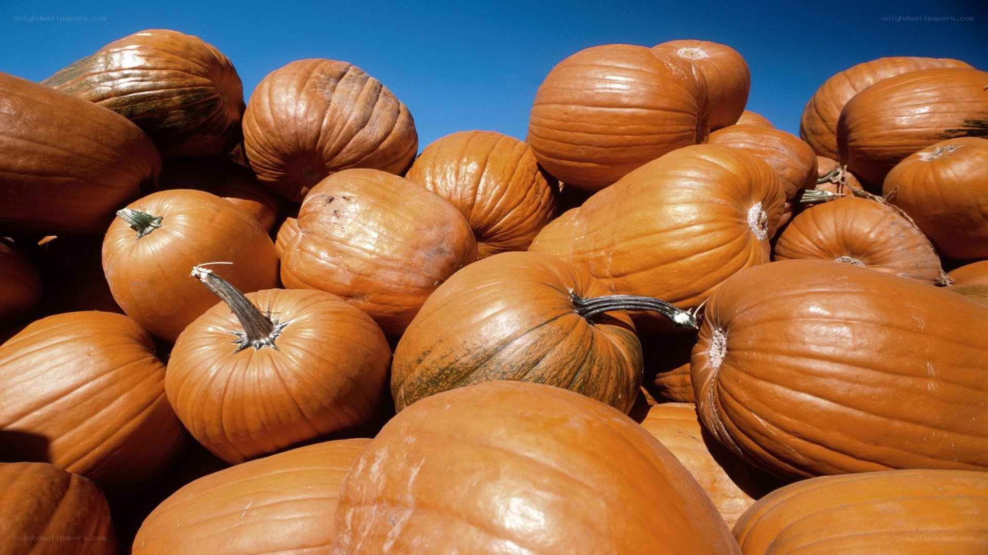 Pumpkins under blue sky