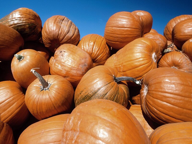 Pumpkins under blue sky