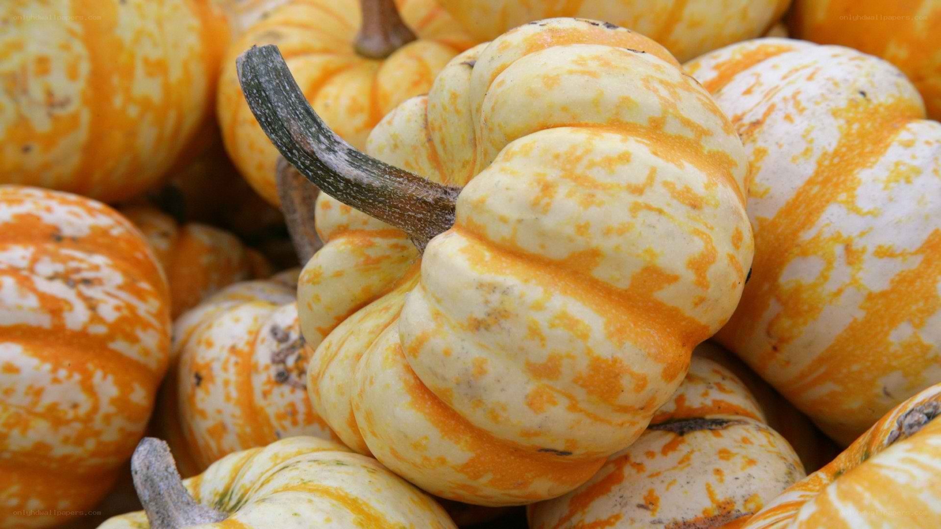 pumpkins with orange and white stripes