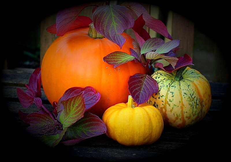 Pumpkins with Purple Leaves