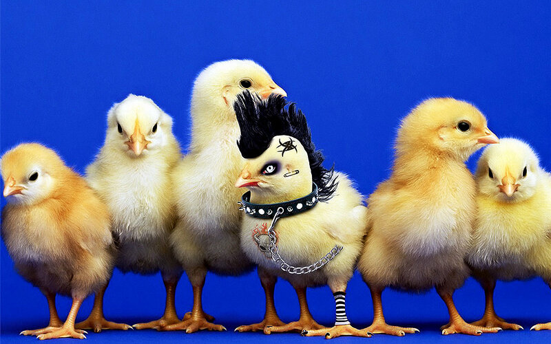 punk chick with chicks