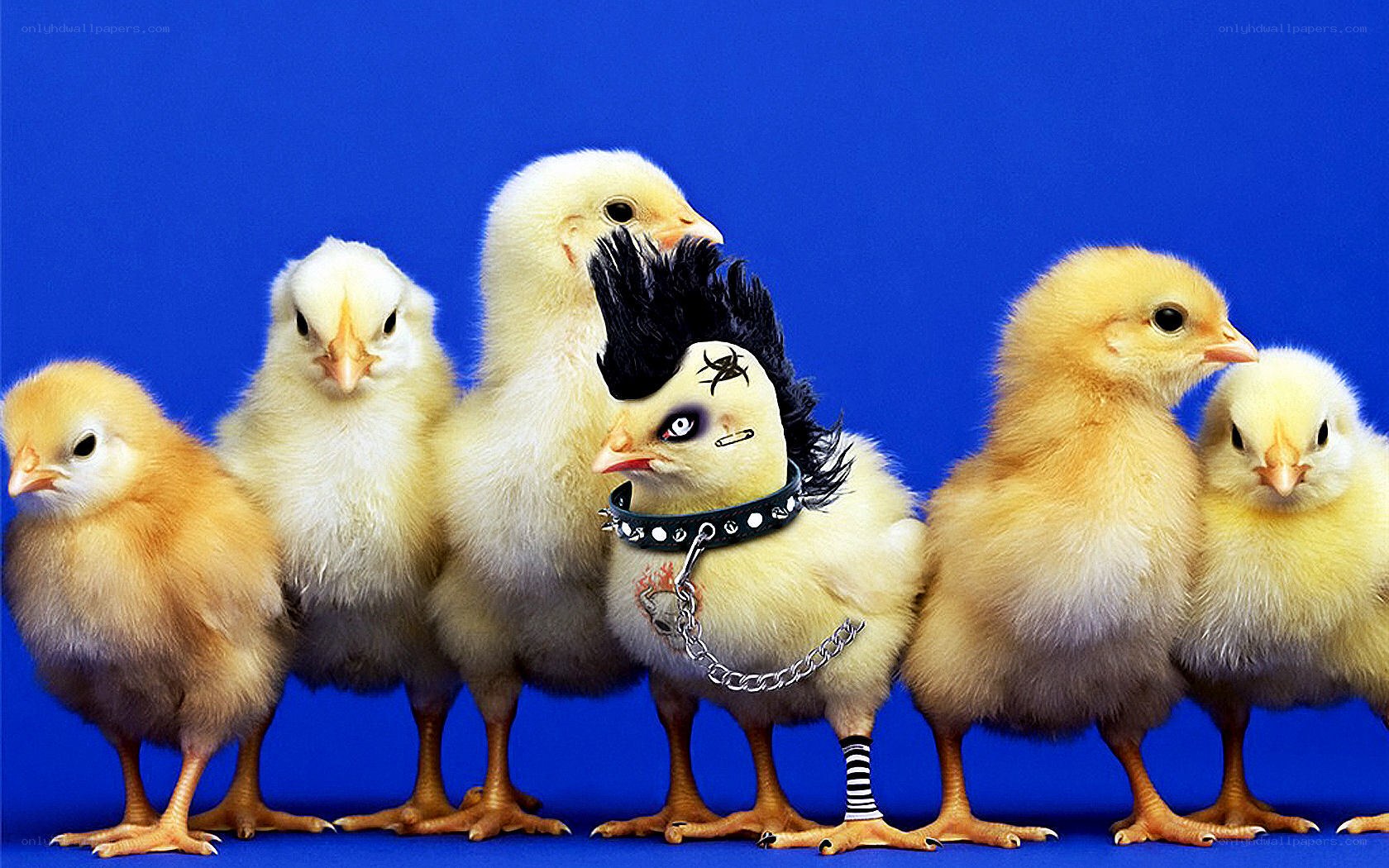 punk chick with chicks