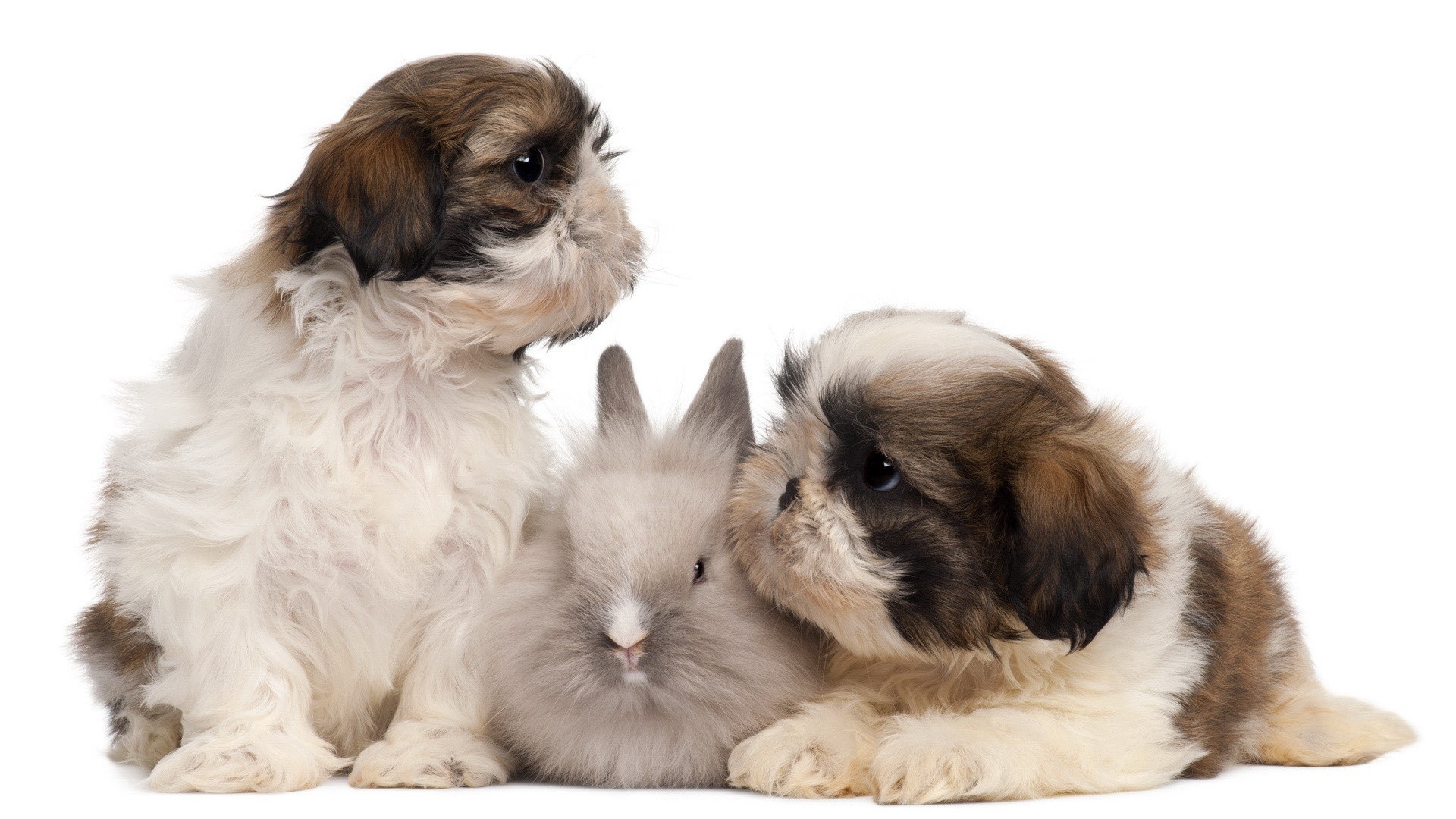 puppies and a rabbit together
