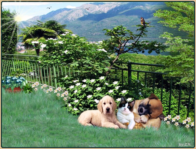 Puppies and Cat in Garden