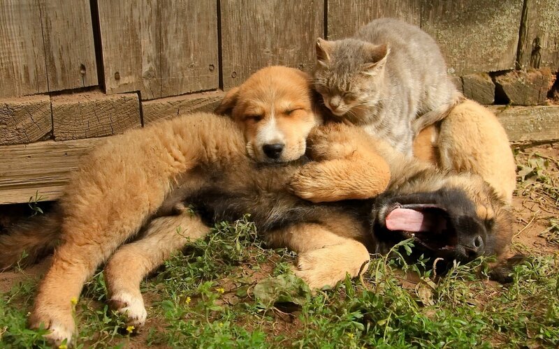 Puppies and Cat Sleeping — Brown